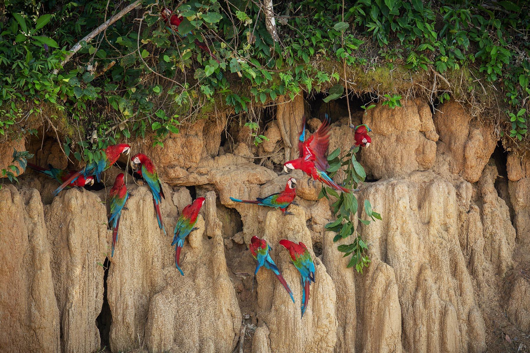 Birdwatching in Tambopata: Parrots & Macaws Photography Tour