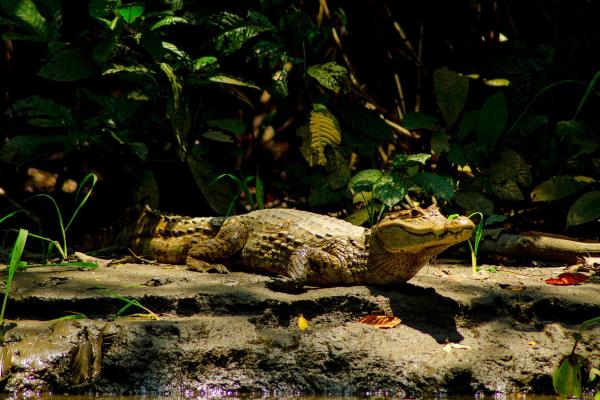 Day 1: Flight to Puerto Maldonado - Cocha Caiman