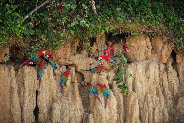 Si eres amante de la ornitología Tambopata es el paraíso indicado