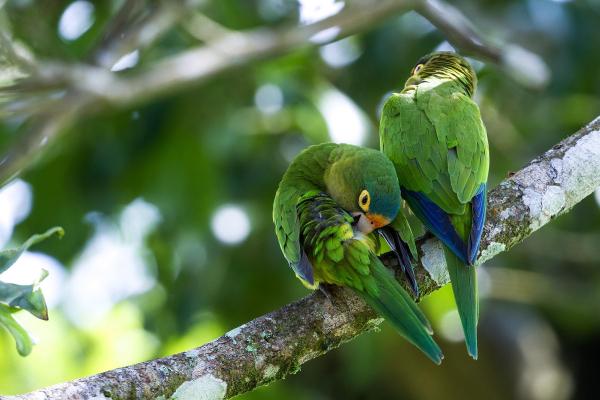 Tambopata: Loros y Guacamayos