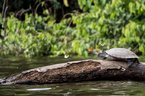 Journey to the heart of the Amazon