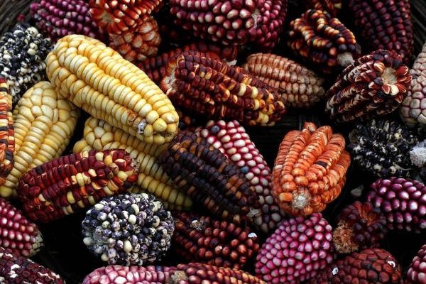 Pachamanca: Andean ritual banquet
