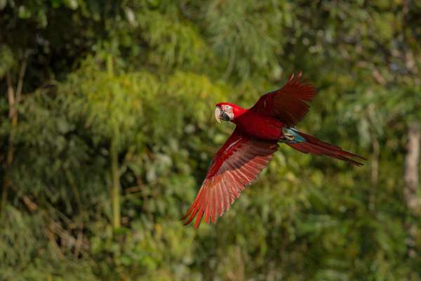 Tambopata: Between Parrots & Macaws