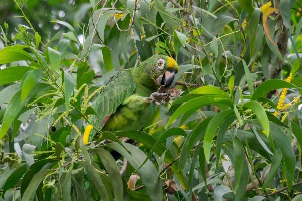 Tambopata: Between Parrots & Macaws