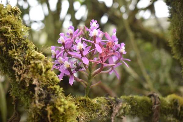 The Andean ritual of love